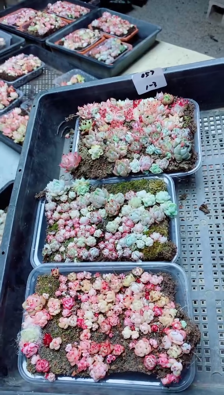 【闪购商品】1.3-057切糕3盒一组多肉植物