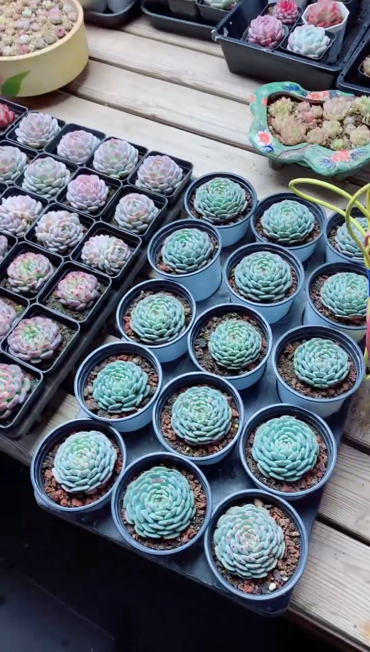 【闪购商品】白胖子含盆土