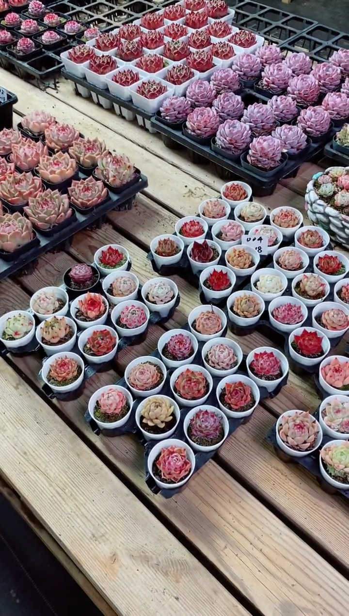 【闪购商品】1.18-004绝绝子精控小萌物22棵