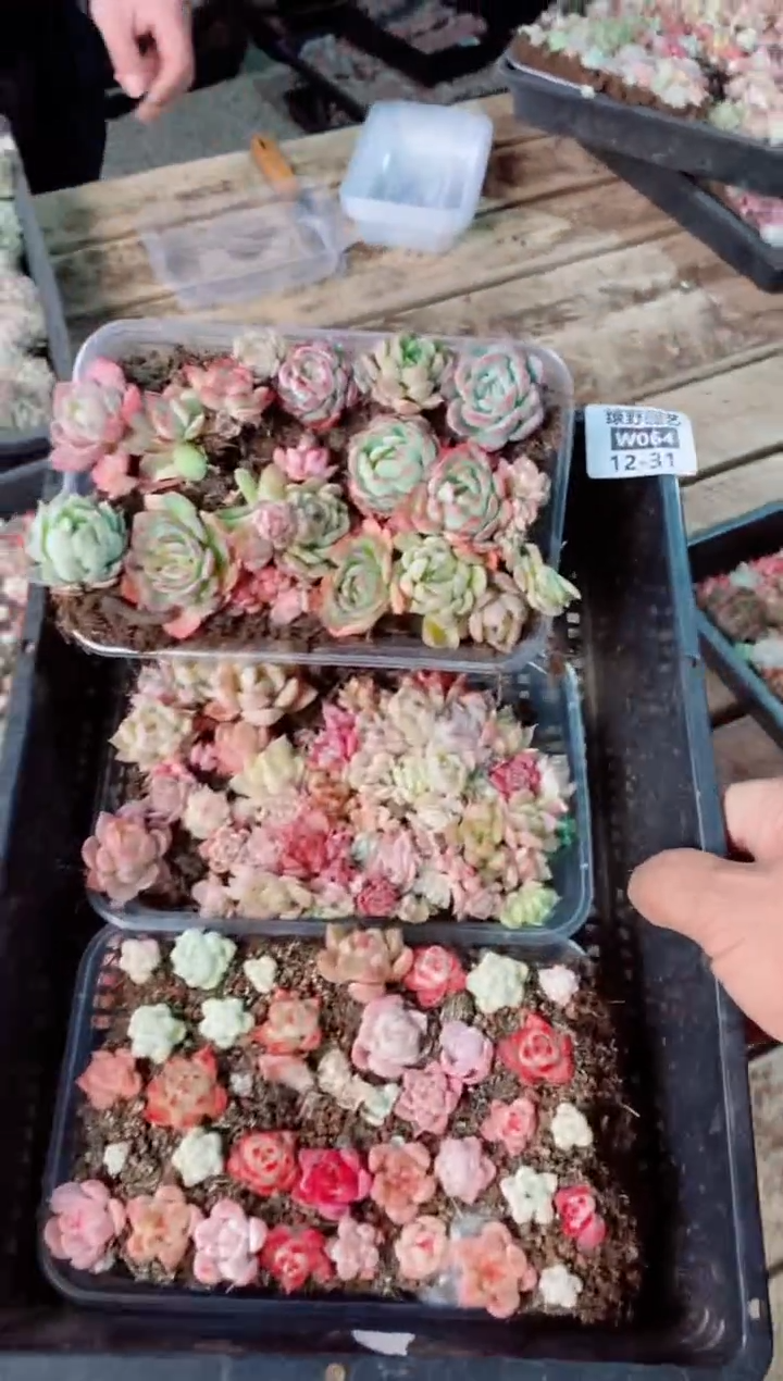【闪购商品】12.31-W064切糕3盒多肉植物