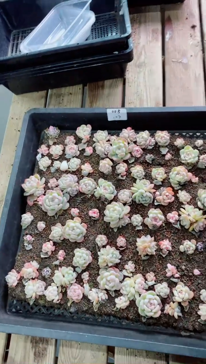 【闪购商品】1.7-008 一筐一拍 托土发货