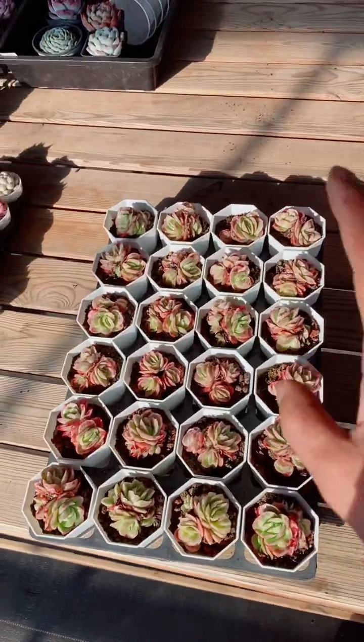 【闪购商品】冰玫瑰锦2头起含盆土