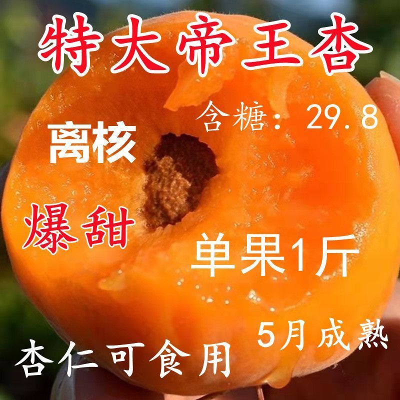 特大帝王杏树苗大果盆栽地栽耐寒耐旱南北方种植当年结果