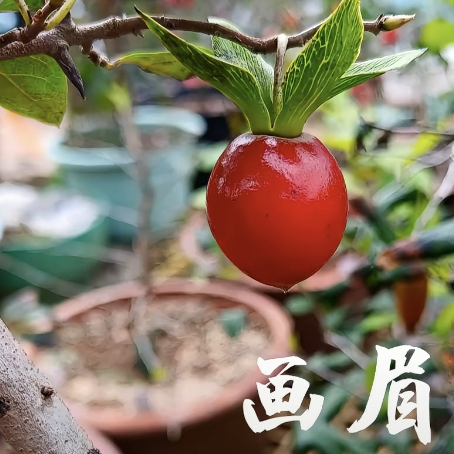 泸州弹庐.呀丫金弹子苗直播间一拍一物