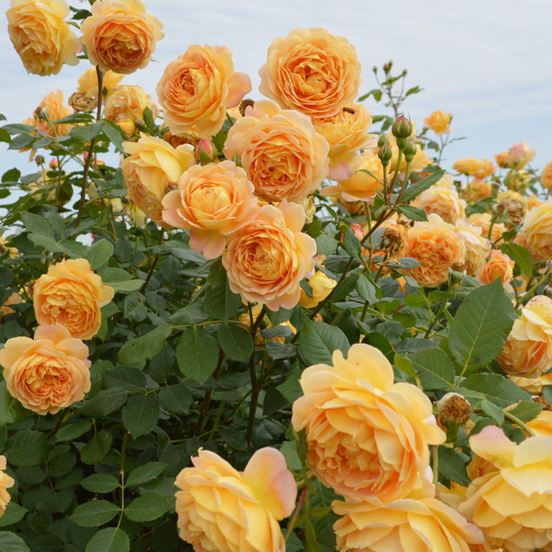 黄金庆典月季花苗盆栽藤本爬藤植物四季开花特大花庭院春季