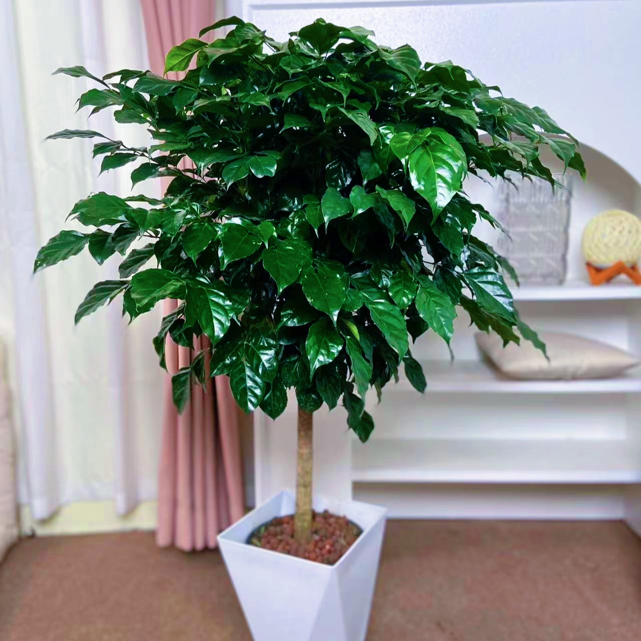 【高70-80cm】幸福树盆栽植物好养盆景净化空气吸甲醛绿植11