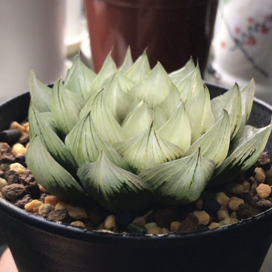 柏实花园十二卷多肉植物白莲寿叶插苗 实生玉露寿满百包邮