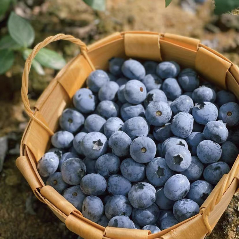 秘鲁蓝莓新鲜当季现摘进口鲜蓝莓孕妇宝宝水果整箱125克起包邮