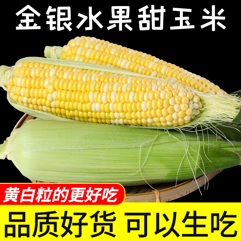 云南高山水果玉米