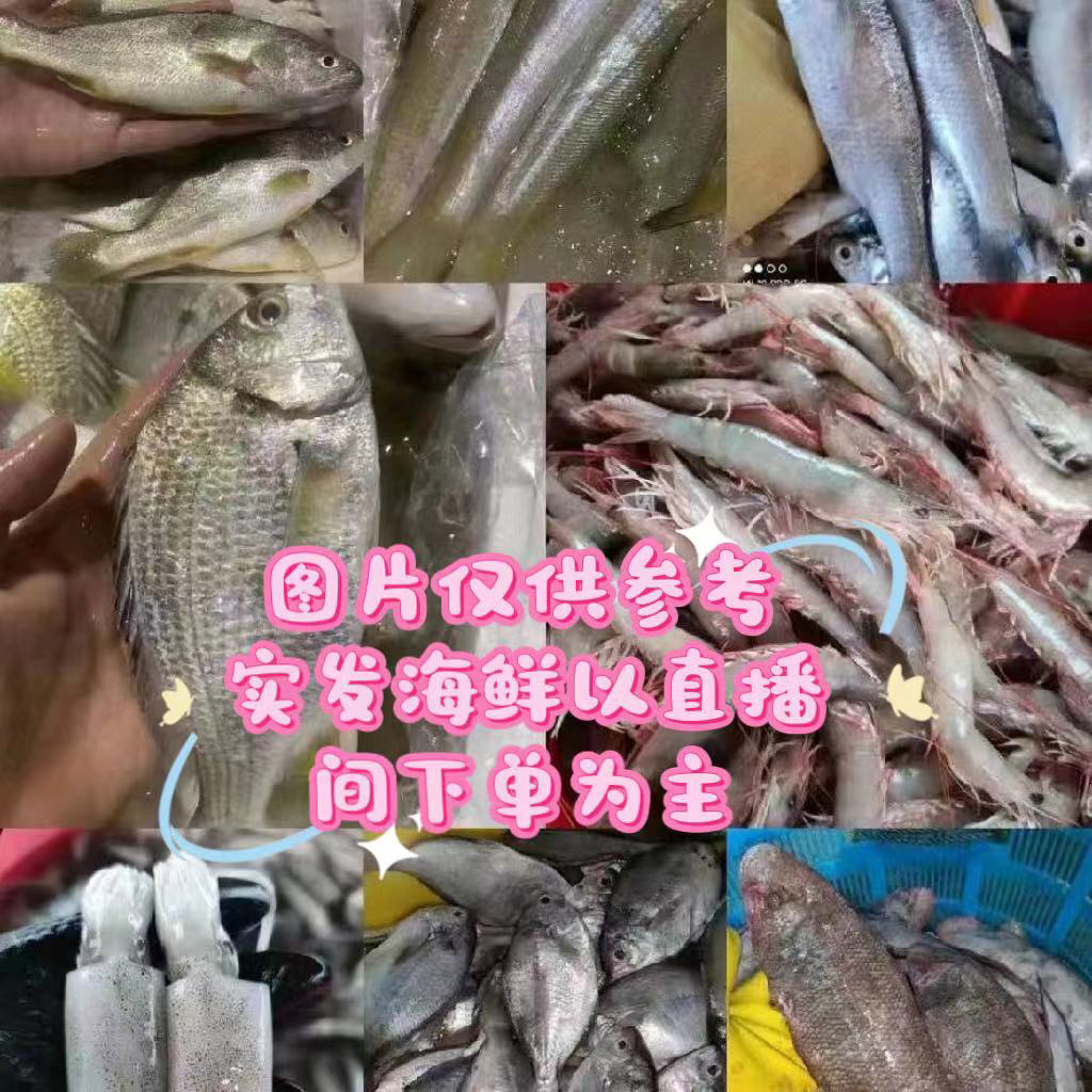 广东汕尾马宫港（直播间现称现拍）2号