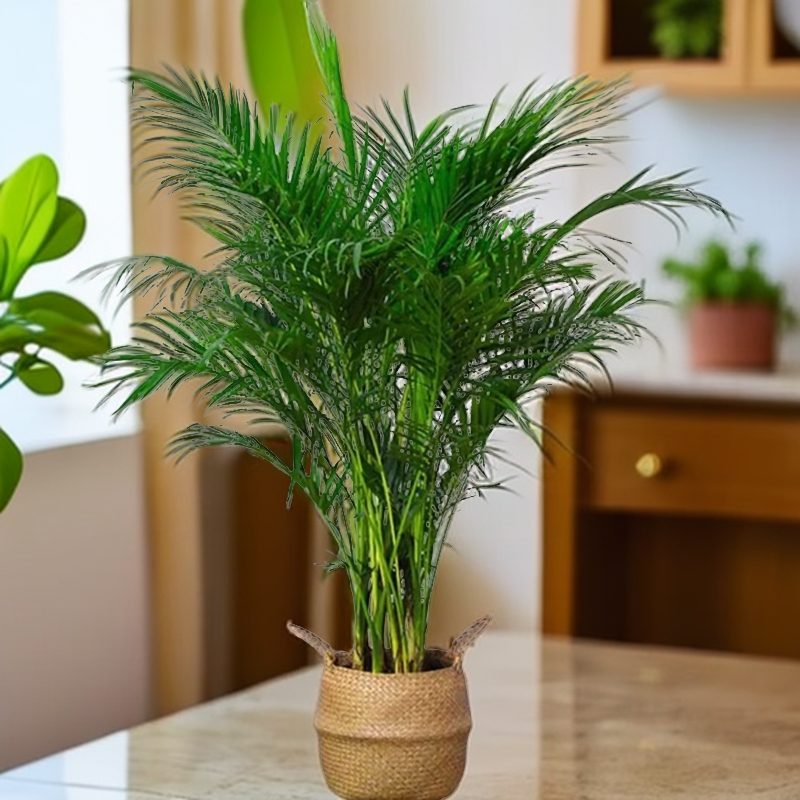 富贵椰子基地大型绿植盆栽耐旱发货卧室办公室好养植物盆景养活