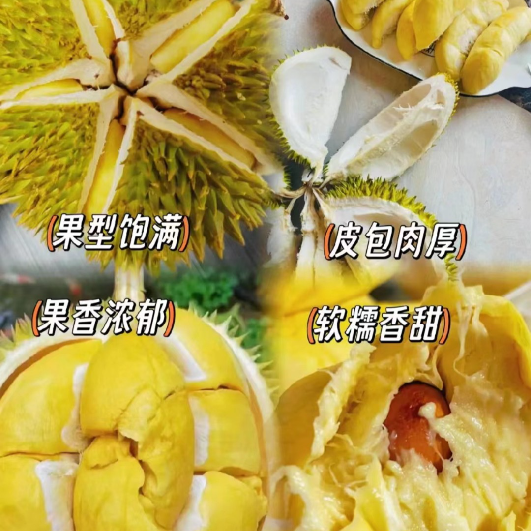 榴莲嫁接苗猫山王金枕黑刺嫁接带土带叶原土发货四季成活种植纯正