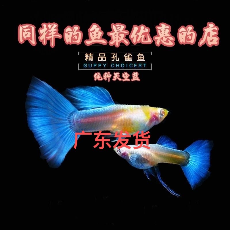 天空蓝孔雀鱼蓝白大尾活体小型热带鱼纯种好养耐养清仓批发广东