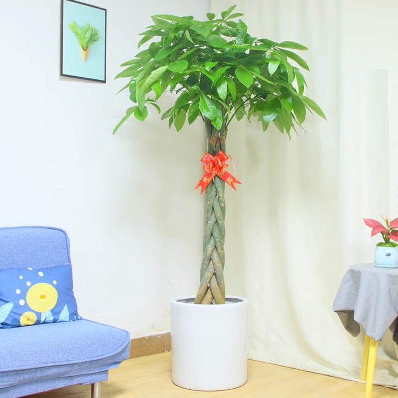 辫子发财树盆栽步步高植物室内客厅大号绿植开业送礼装饰办公室