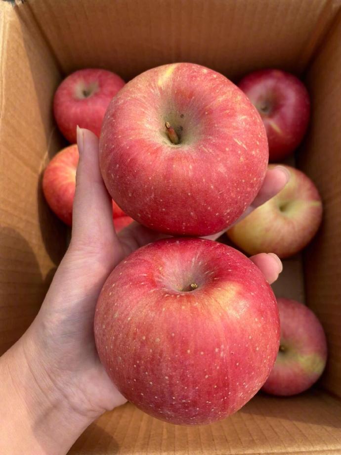 山西大苹果大大大