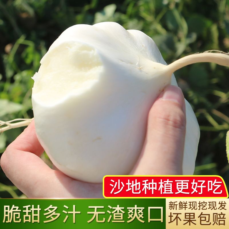 凉薯萝卜沙土新鲜脆甜地瓜广西凉薯农家现挖自种蔬菜当季应季水果