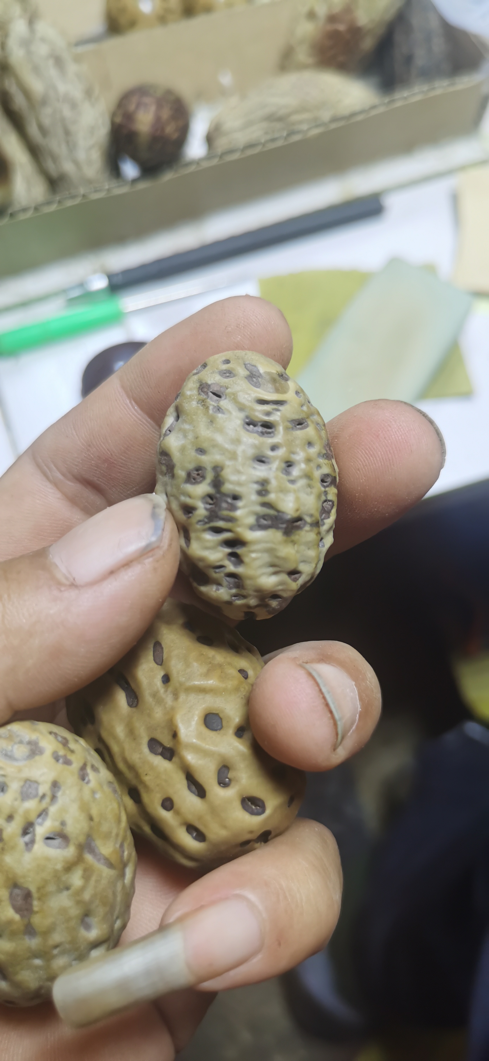 红纹果菩提果现场选果加工