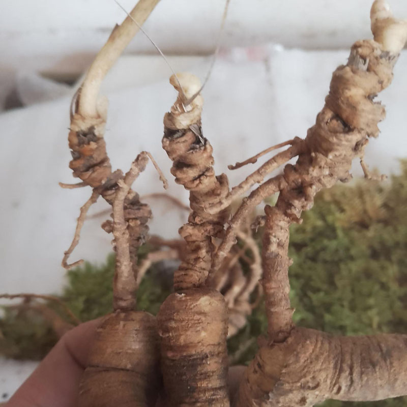 林下参东北林下参老货老池地的