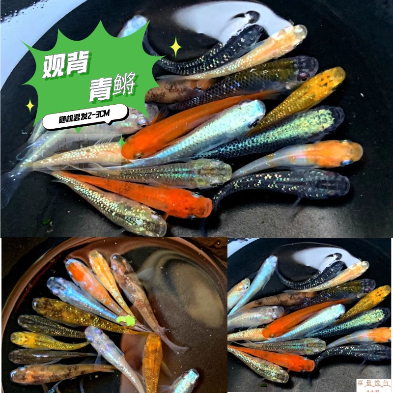 观背青鳉淡水鱼耐活精选好养耐活活物活体观赏鱼养鱼饲养混养发货