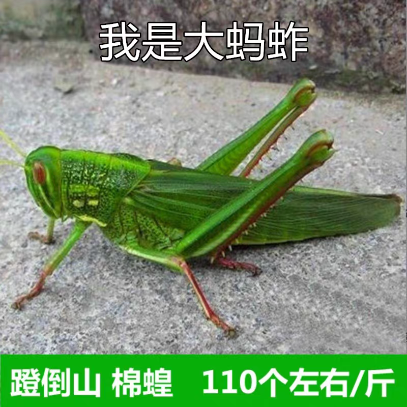【儿时的味道】大蚂蚱