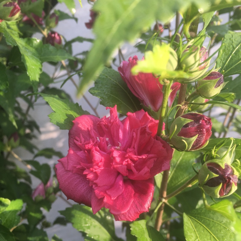法国红色酒馆木槿花树苗庭院地栽植物重瓣酒红色系耐寒花灌木食用