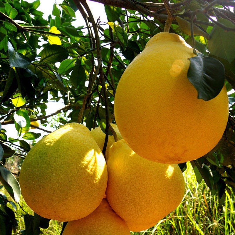 湖南柚永州香柚衡阳耒阳土柚子非广东梅州广西容县沙田柚蜜柚