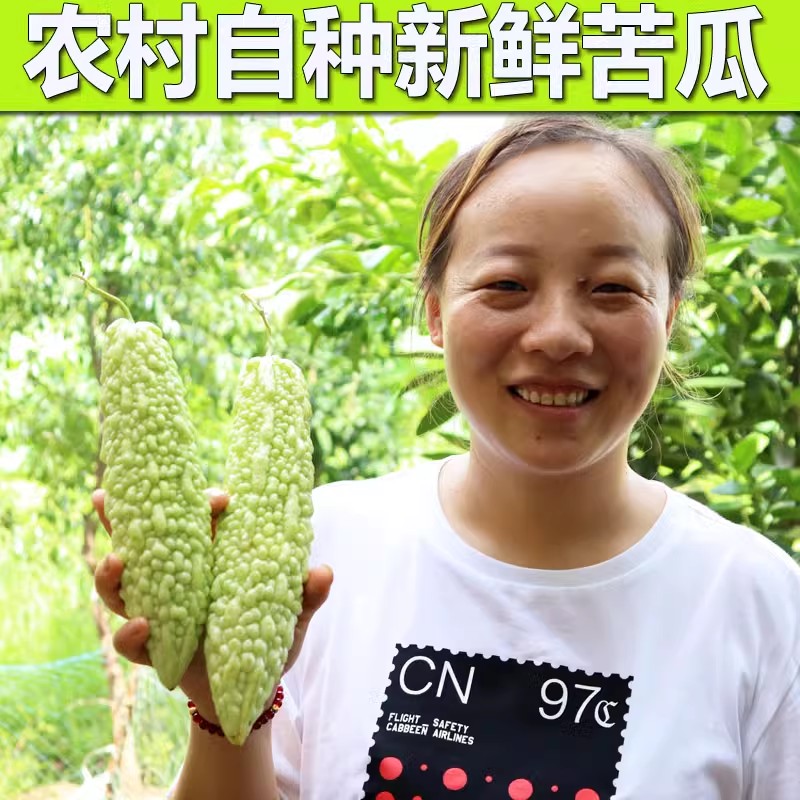 湖南衡阳本地珍珠苦瓜农家自种白苦瓜凉瓜可榨汁