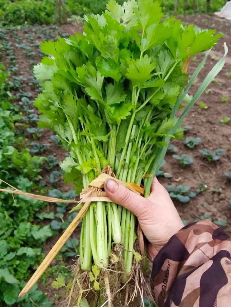 湖南本地农家老品种土芹菜香芹黄心芹小芹菜水芹菜野芹菜新鲜蔬菜
