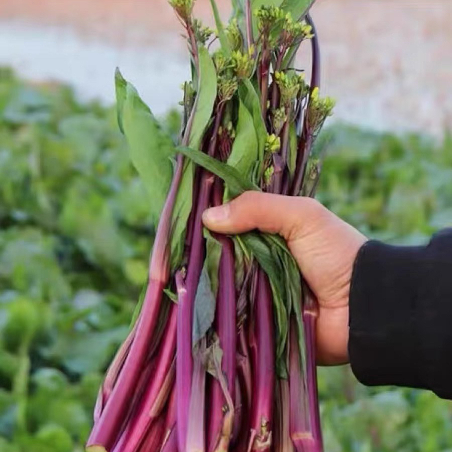 湖南衡阳本地农家菜心新鲜红菜苔紫菜台应季蔬菜叶子菜青菜