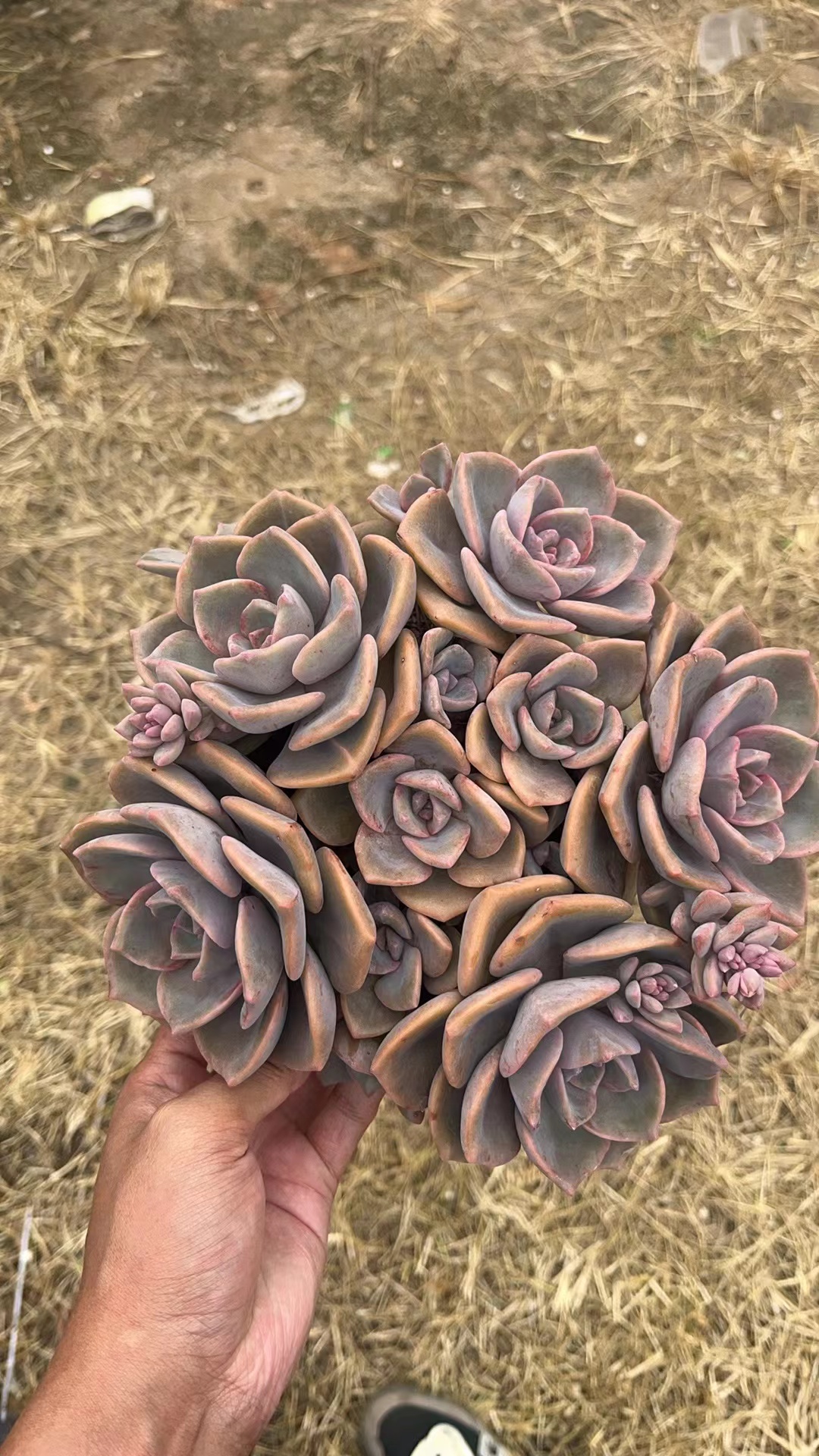 彩虹糖  亮哥精选 多肉植物 栽种养护 裸根发货