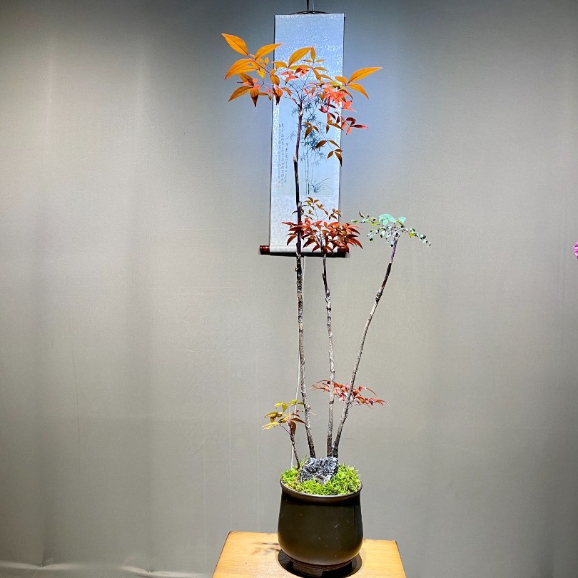 南天竹盆景美学空间茶室办公桌阳台盆景基地发货高杆【一物一拍】