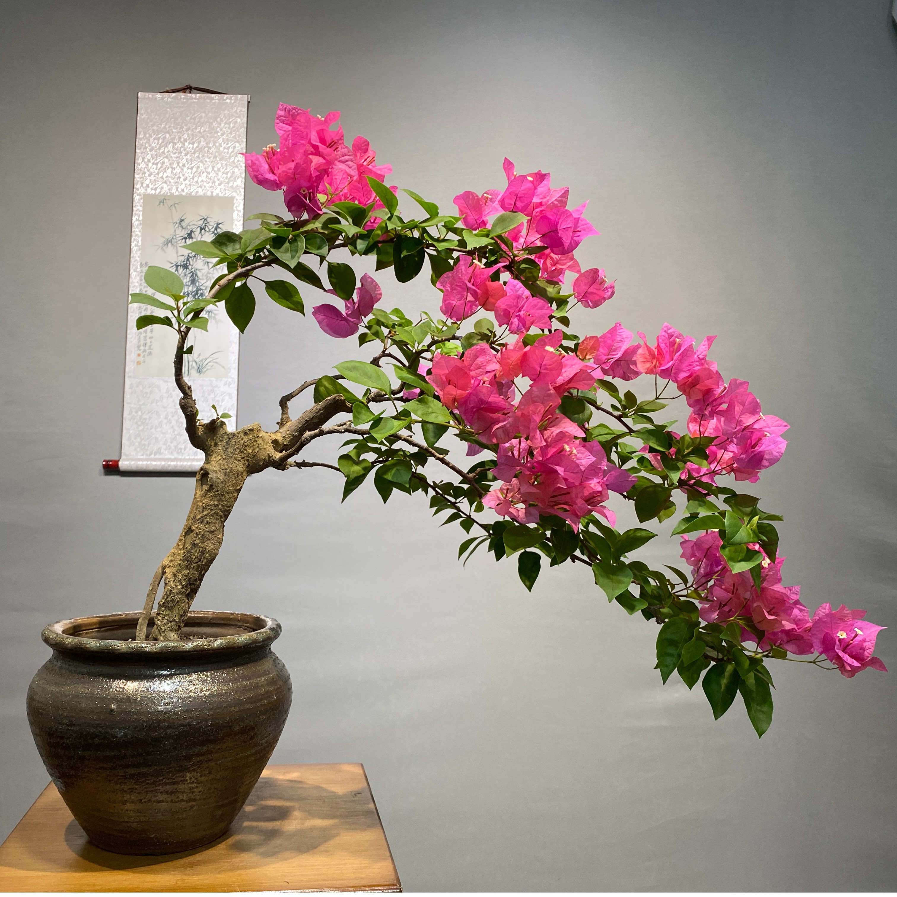 三角梅同安红老桩阳台庭院盆景生活美学空间勤花四季【一物一拍】