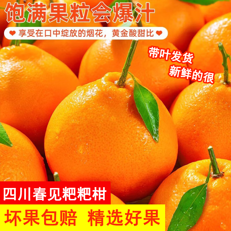 【现摘现发】四川春见耙耙柑水果礼盒新鲜柑橘粑粑柑橙子原产地直发