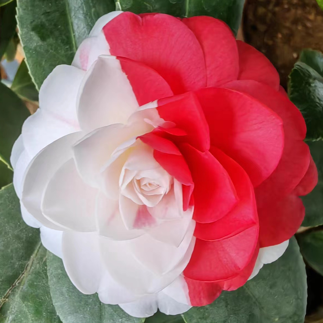 白底五色赤丹 白五 带花苞精品盆栽 办工作 阳台 客厅