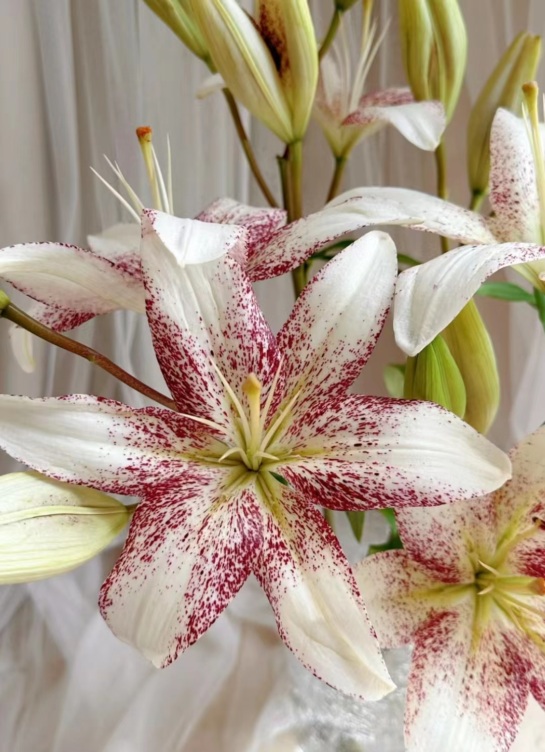 【赞美诗】亚百合鲜花云南直发直批昆明斗南花市水养插花新鲜