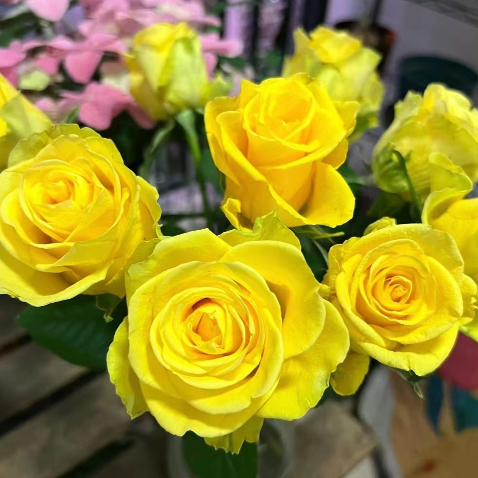 zb|新森林【暮光玫瑰】（0度以下拍保温棉）新鲜玫瑰鲜花云南基地直发
