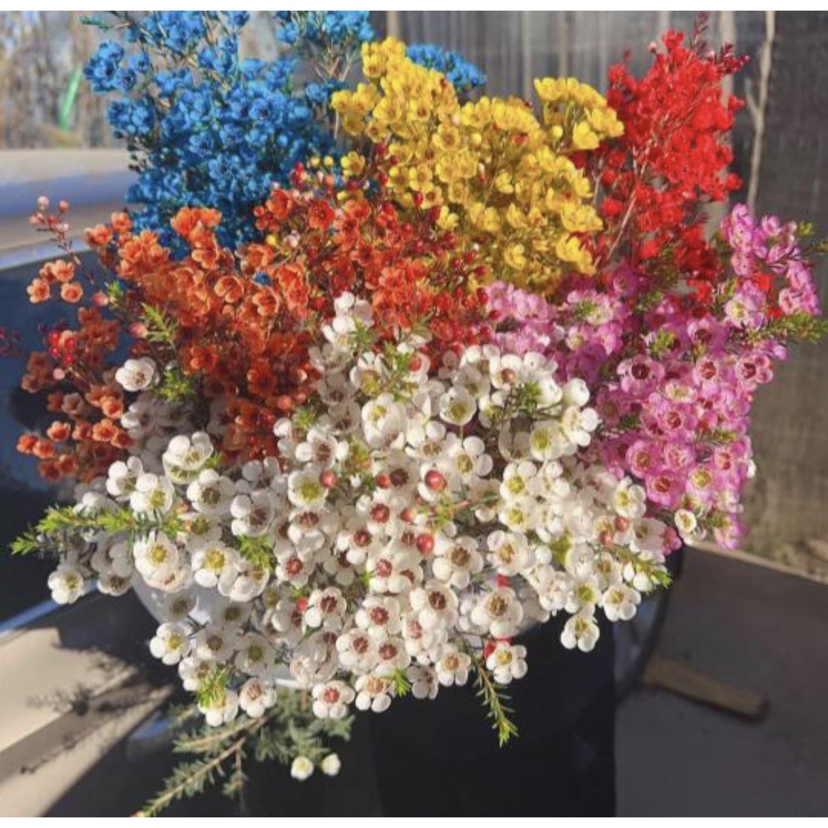 【腊梅福袋】可做干花鲜花云南直发直批昆明斗南