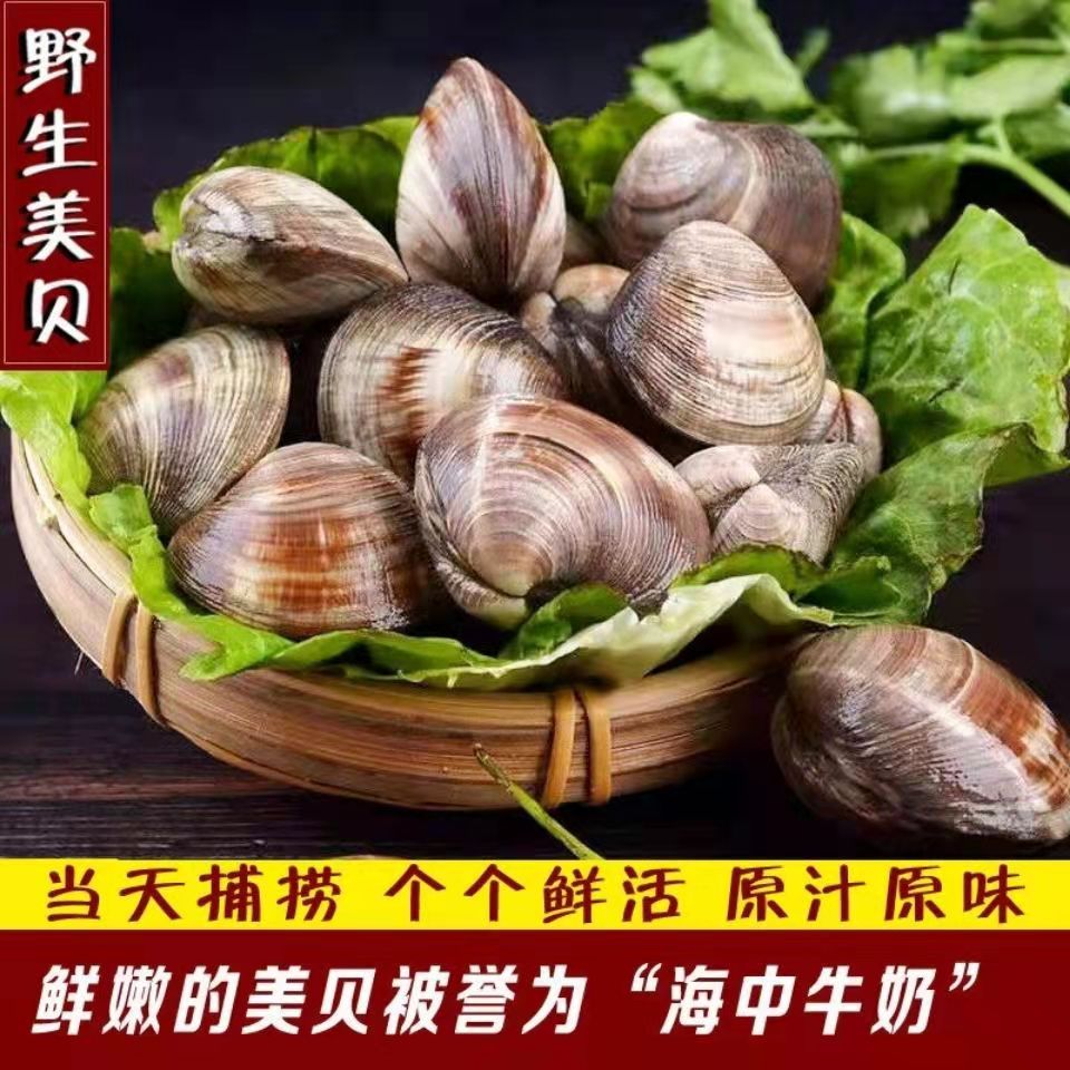 连云港发货鲜活无沙大蛤蜊 