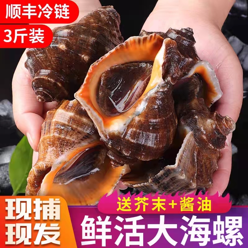 连云港  鲜活大海螺  3斤装  1500g