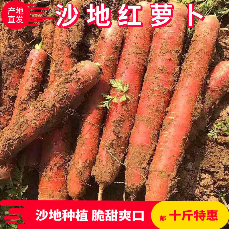 【正果园】陕西沙地新鲜胡萝卜新鲜蔬菜水果萝卜生态四季天然包赔