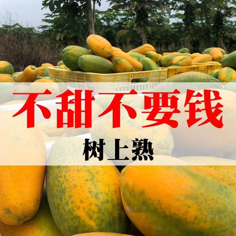 【正果园】收到即食木瓜新鲜冰糖红心木瓜新鲜树香甜皮薄多汁煲汤