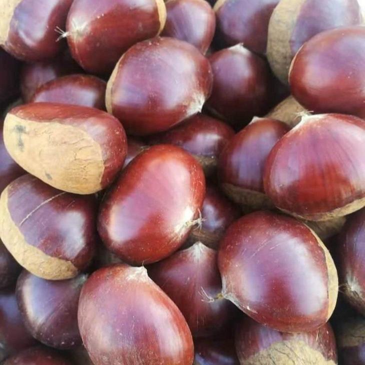 【正果园】板栗批发丹东新鲜大板栗生现摘毛农家特产栗子锥栗仁