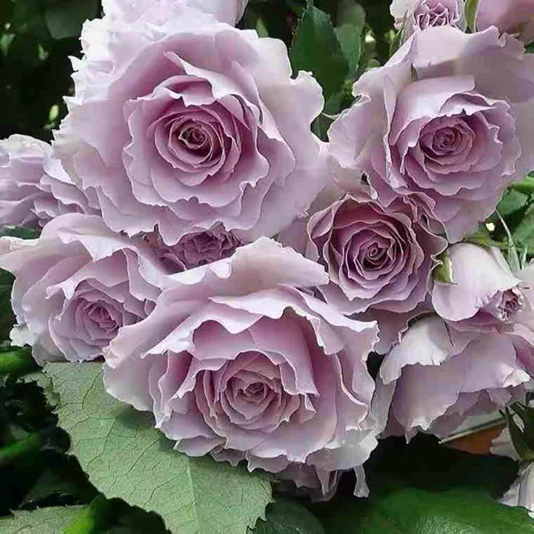 鲜花怒放  蜻蜓月季，淡紫色开花浓香型，盆栽地栽庭院阳台