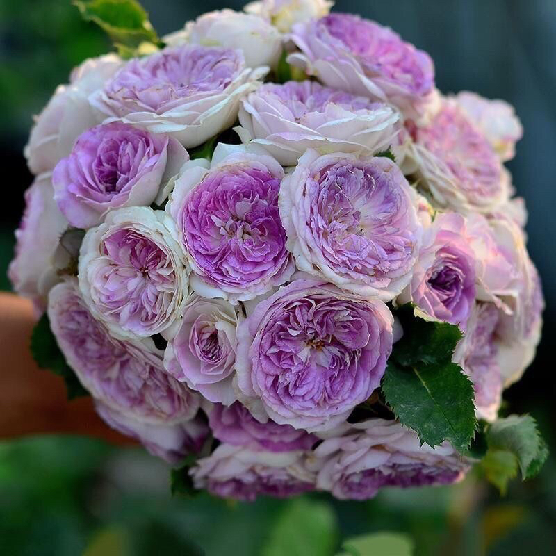 蓝月石 外白内紫 多头多季开花 浓香