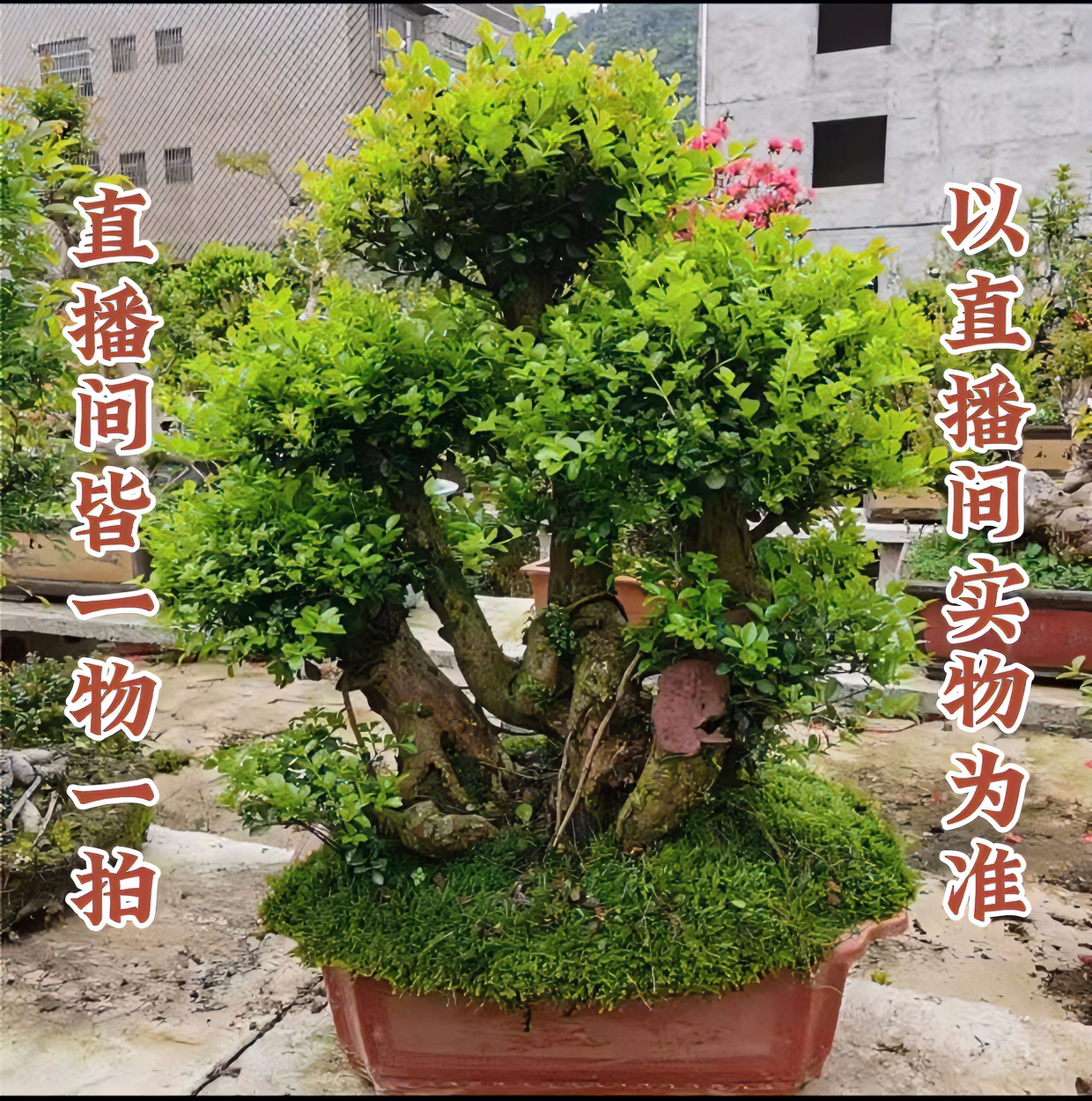 三叶红芽赤楠老桩（耐寒花期室外白色开花季节养护养植适合）