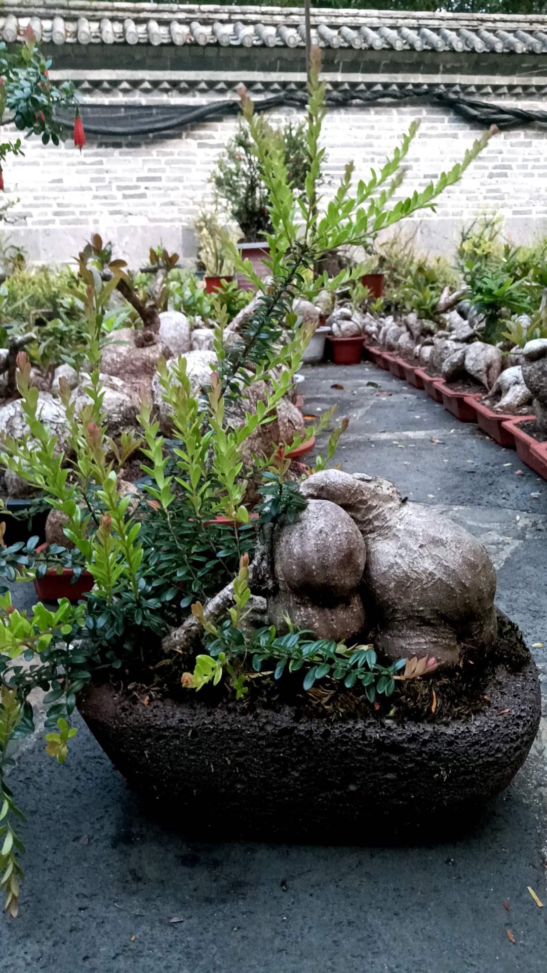 块根绿植树萝卜盆栽盆景客厅阳台书房假山花园造景高山绿植好养护