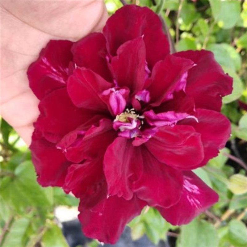 【夏尔曼】铁线莲重瓣爬藤花苗攀援庭院花卉盆栽地栽观花植物室内