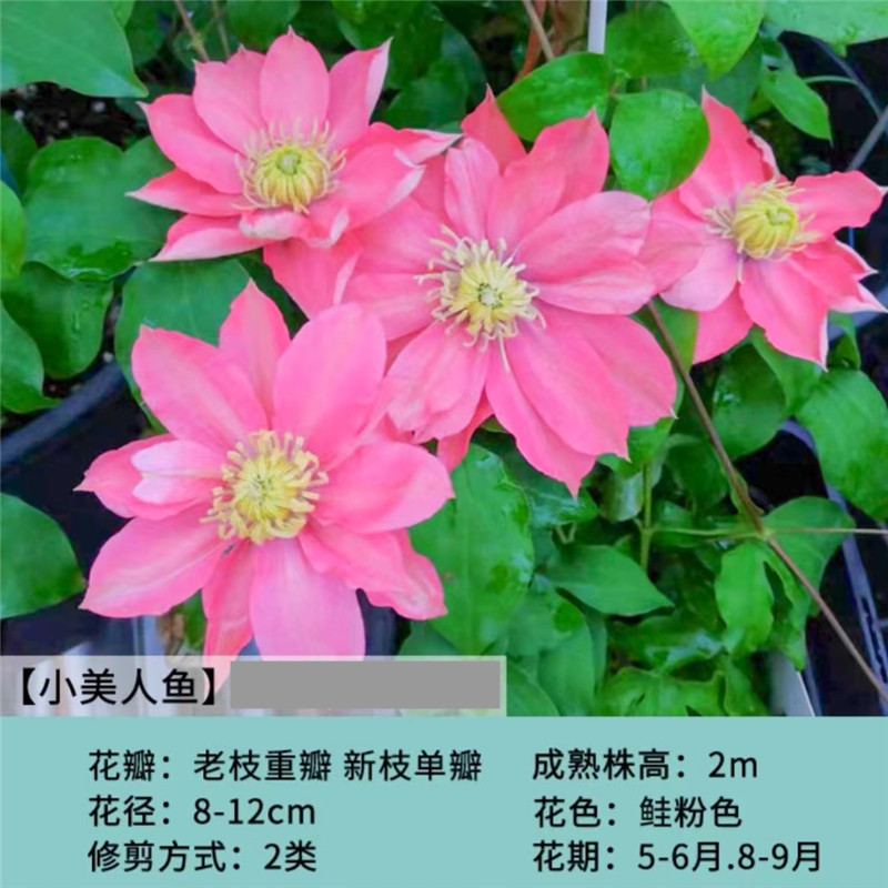 【一加仑小美人鱼】铁线莲重瓣爬藤花苗攀援庭院花卉盆栽地栽观花植