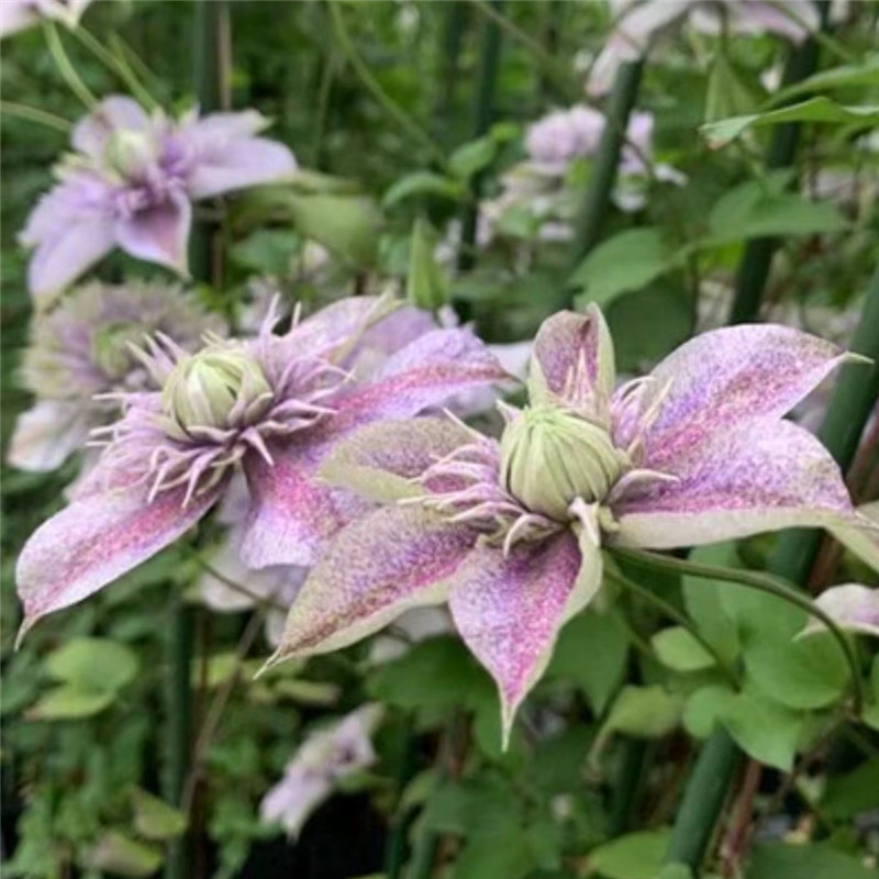 【水面妖精】铁线莲重瓣爬藤花苗攀援庭院花卉盆栽地栽观花植物室内
