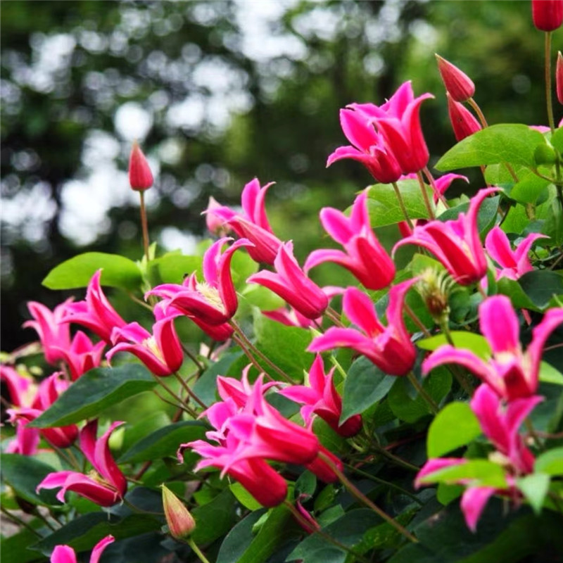【戴安娜王妃】耐寒铃铛铁线莲花苗花卉绿植物盆栽地栽德克萨斯组